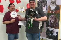 Findlay The Nevada SPCA recently teamed with Findlay Toyota to find homes for 47 animals.