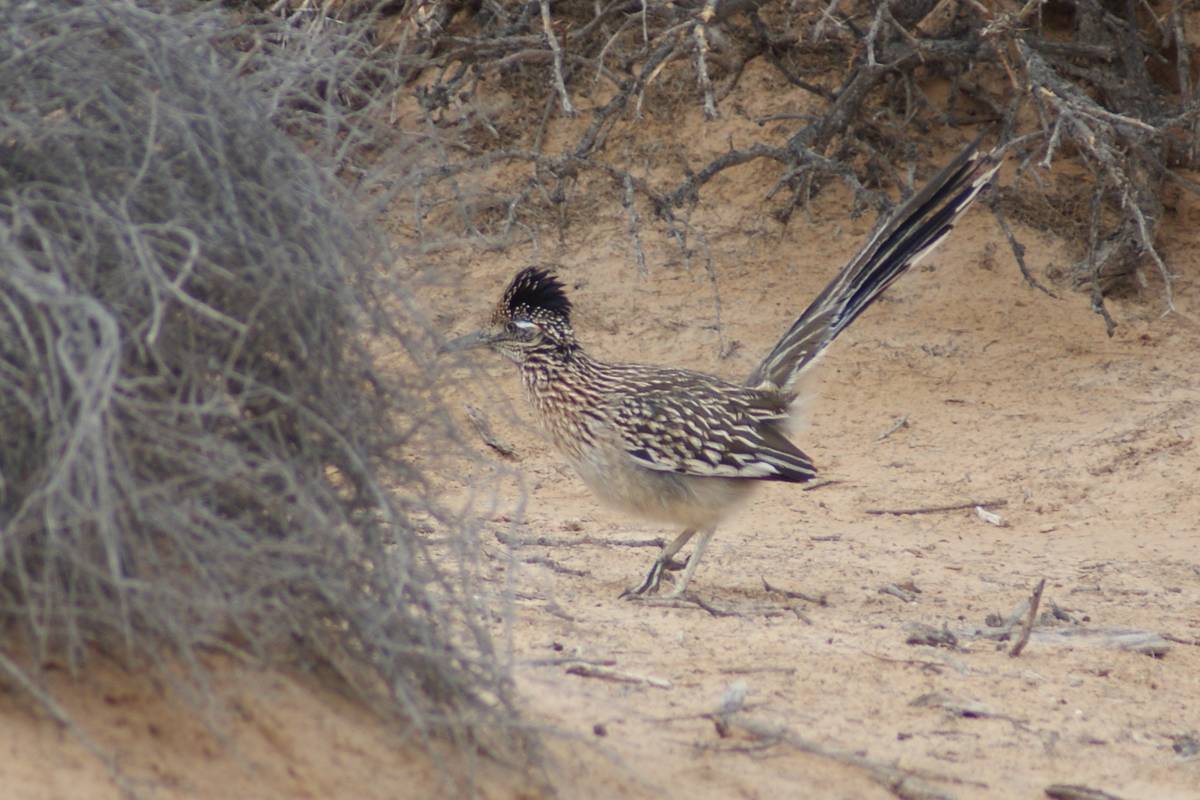 Greater roadrunner on the prowl for food Wednesday at Dunes Discovery Area of Sunset Park. (Nat ...
