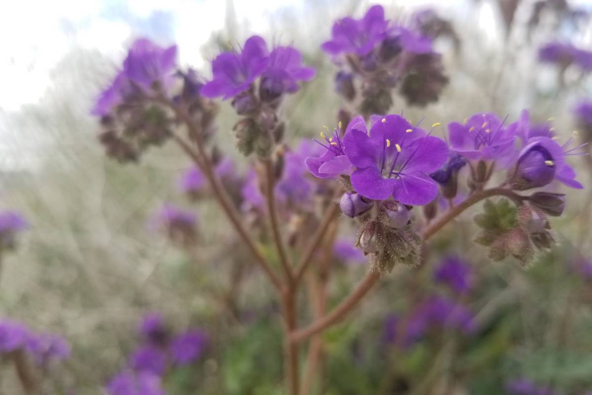 Many of the purple flowers seen at Lake Mead now, including those pictured here, are in the pha ...