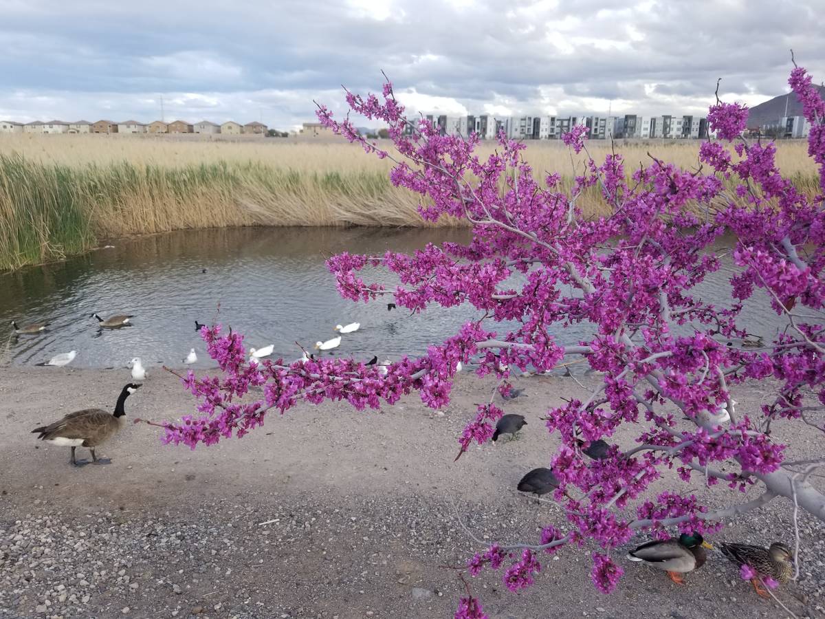 With a blooming western redbud blooming nearby, Canada geese, mallards, gulls and ducks forage ...
