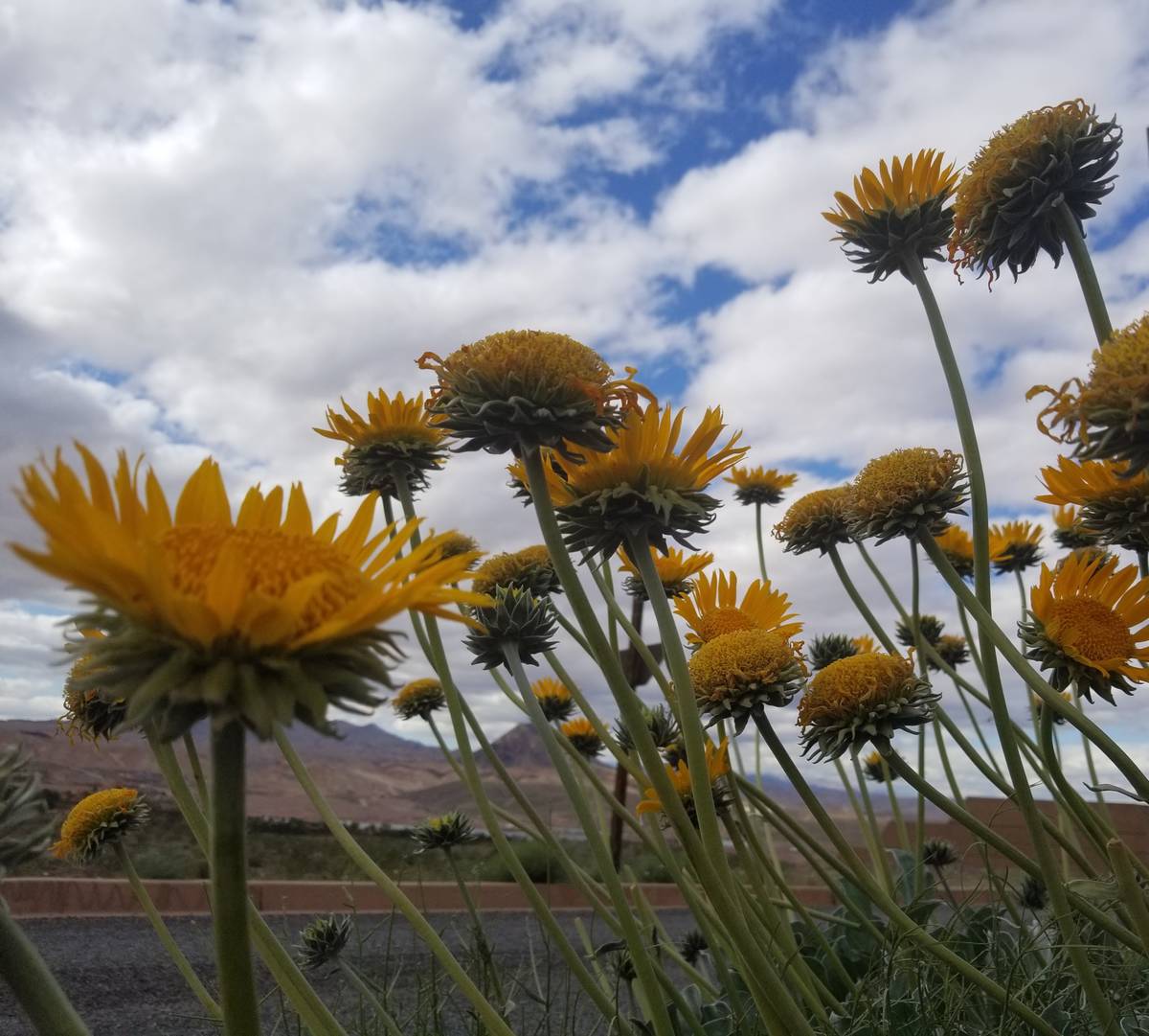 Bright yellow silverleaf sunrays were spotted in bloom Tuesday afternoon. (Natalie Burt)