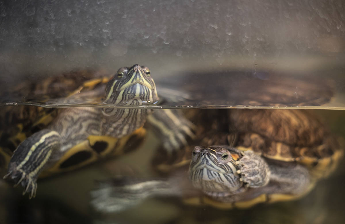 Green turtles Artis and Freya are available for foster or adoption at The Animal Foundation on ...