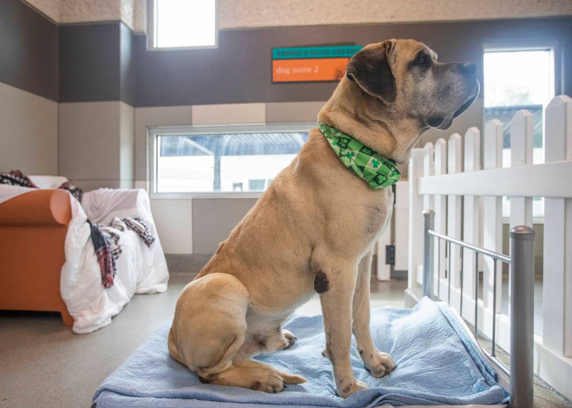 8-year-old dog Carlos has been adopted and awaits his new owners at The Animal Foundation on Th ...