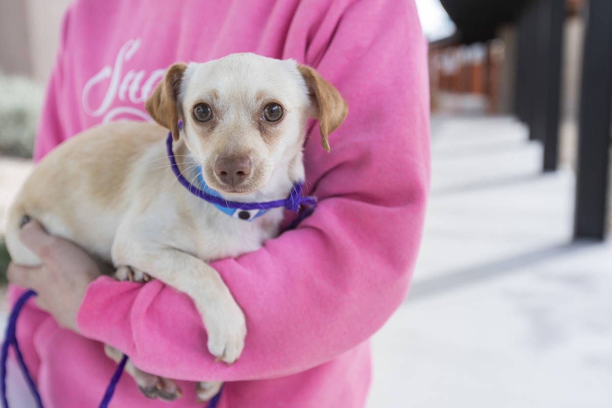 Mr. Bean, a 6-month-old, neutered male dog, is available for foster or adoption at The Animal F ...