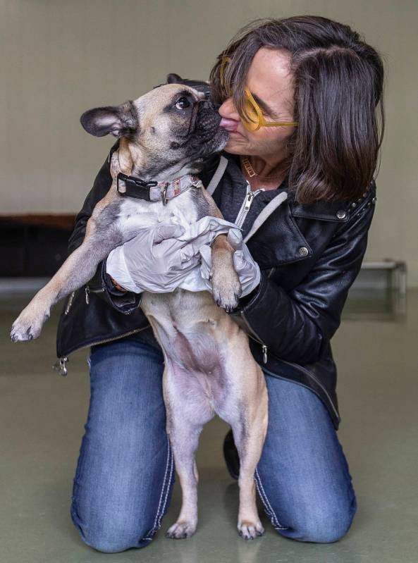 Cathy Brooks, owner of the Hydrant Club dog daycare, wipes down a french bulldog named Marnie o ...