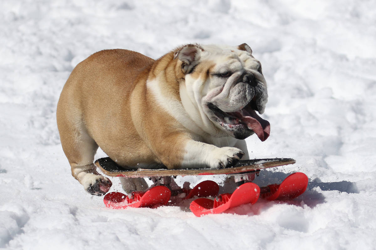 English bulldog George sleds down a hill at Lee Canyon on Tuesday, March 24, 2020. (Bizuayehu T ...