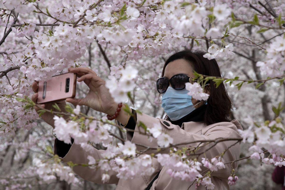 A woman wearing a mask takes photos of cherry blossoms at the Yuyuantan Park in Beijing on Thur ...