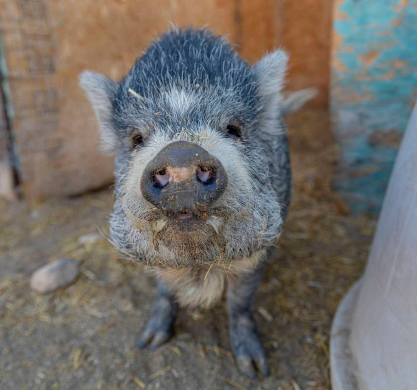 Pretzel, a pig that is available for adoption is photographed at his large animal foster parent ...