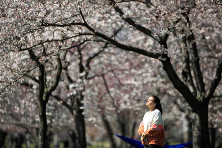 In a March 26, 2020, photo, a person takes in the afternoon sun amongst the cherry blossoms alo ...