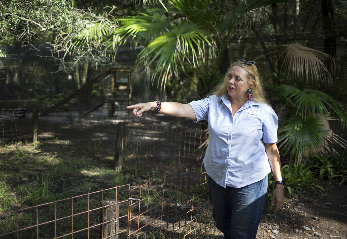 In this July 20, 2017 file photo, Carole Baskin, founder of Big Cat Rescue, walks the property ...