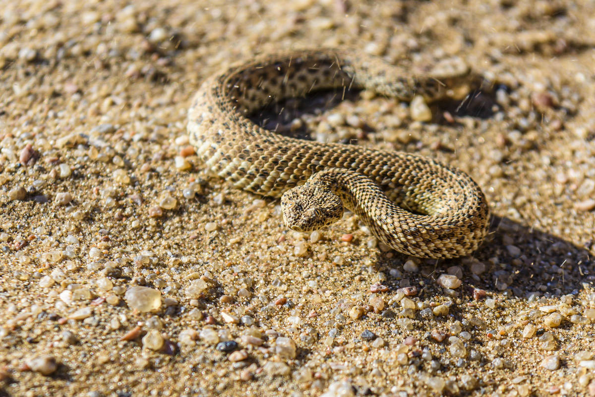 Sidewinder snake on a sand dune in the Namib desert, Namibia