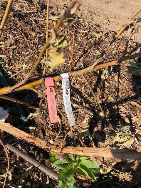 Nurseries sell fruit trees with a tag that calls the tree “semi-dwarf." In our area, an apple ...