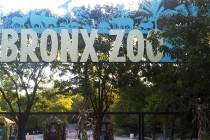 FILE - This Sept. 21, 2012, file photo shows an entrance to the Bronx Zoo in New York. A tiger ...