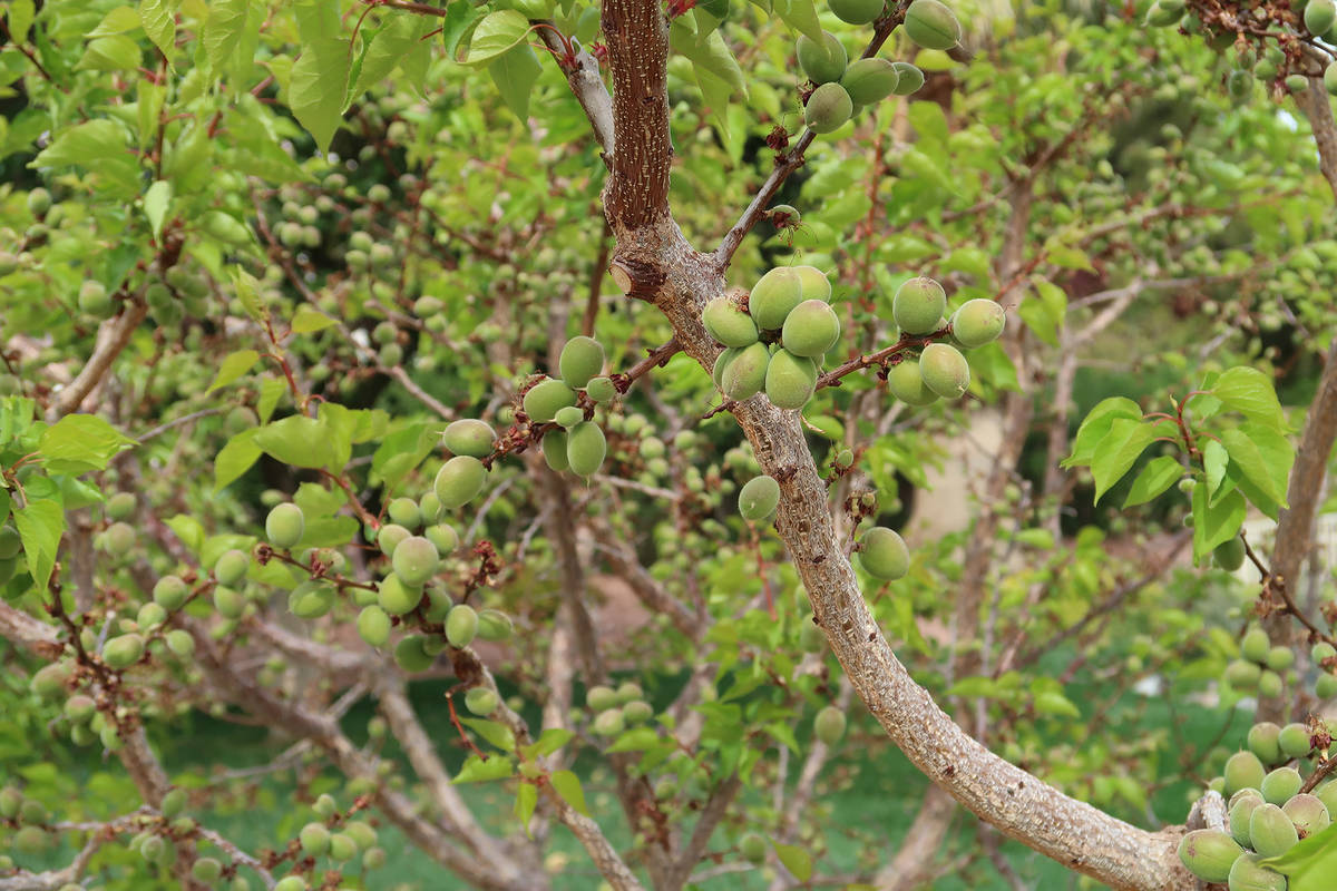It is not uncommon for early apricots to set fruit first, followed shortly thereafter by leaf a ...