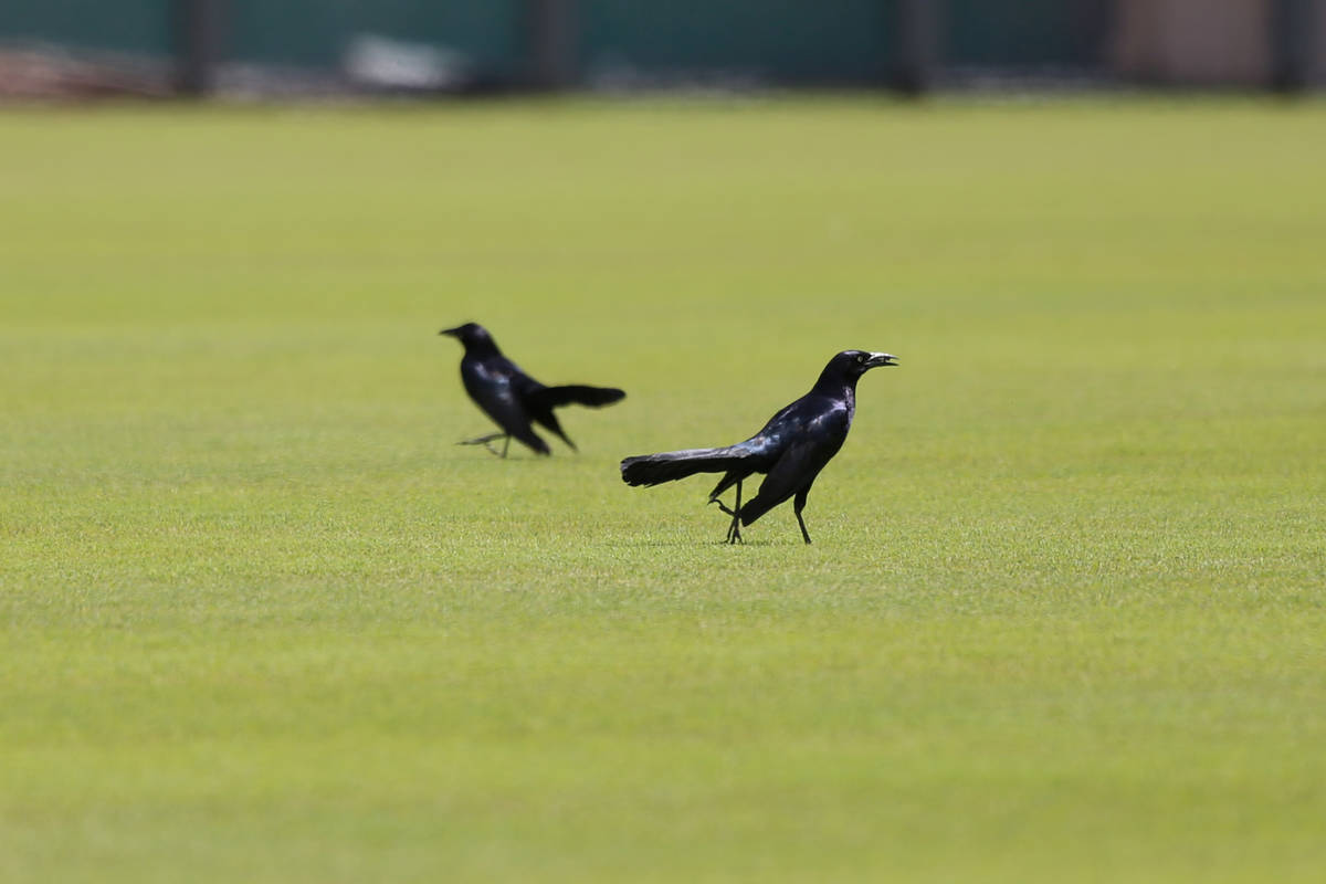 Birds on the field of the Las Vegas Ballpark in Las Vegas, Thursday, April 9, 2020. (Erik Verdu ...