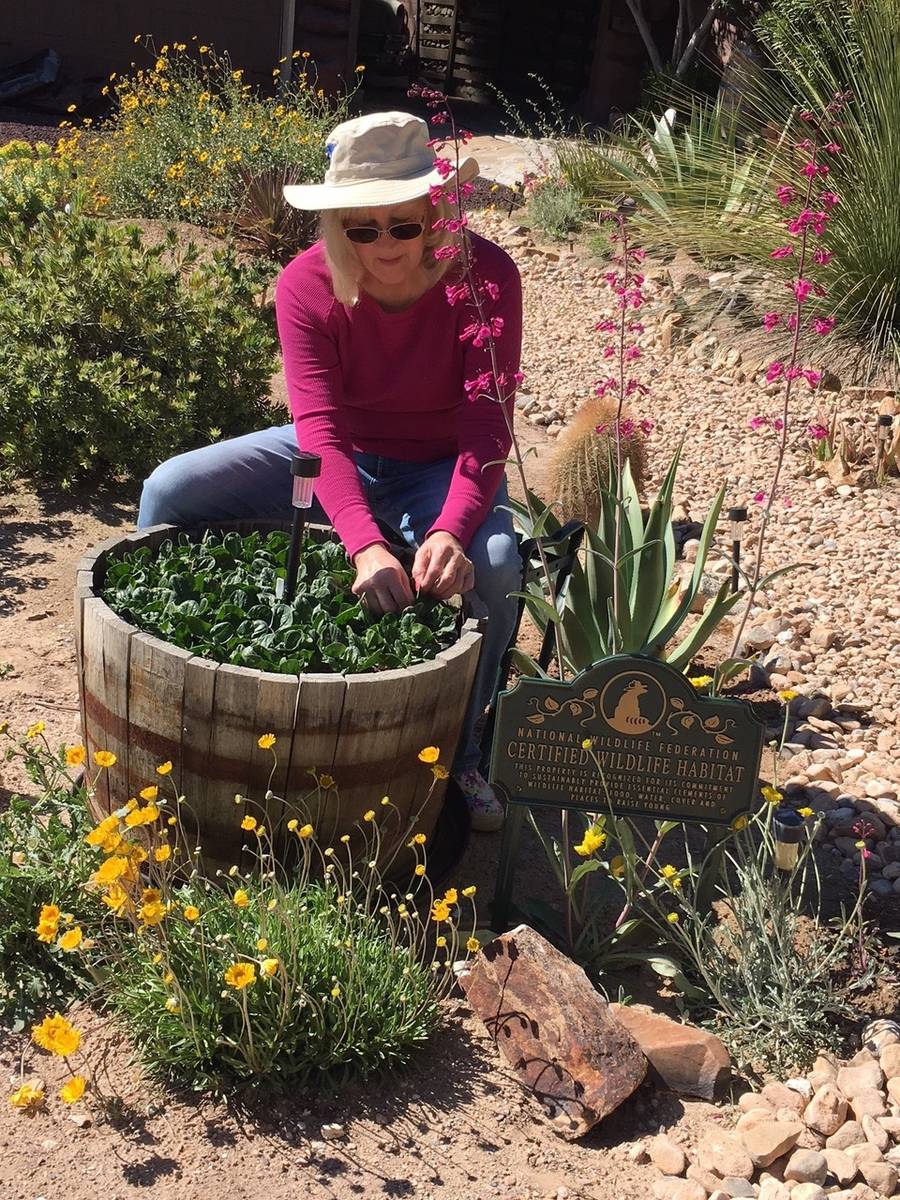 Gail Brandys picks fresh spinach in her Spring Valley yard. Seeds were planted in late January, ...