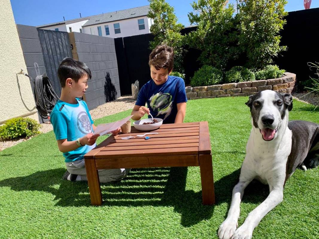 Taosies and Artyom Acosta with Echo, their Great Dane, participate in Inspirada's spring flower ...