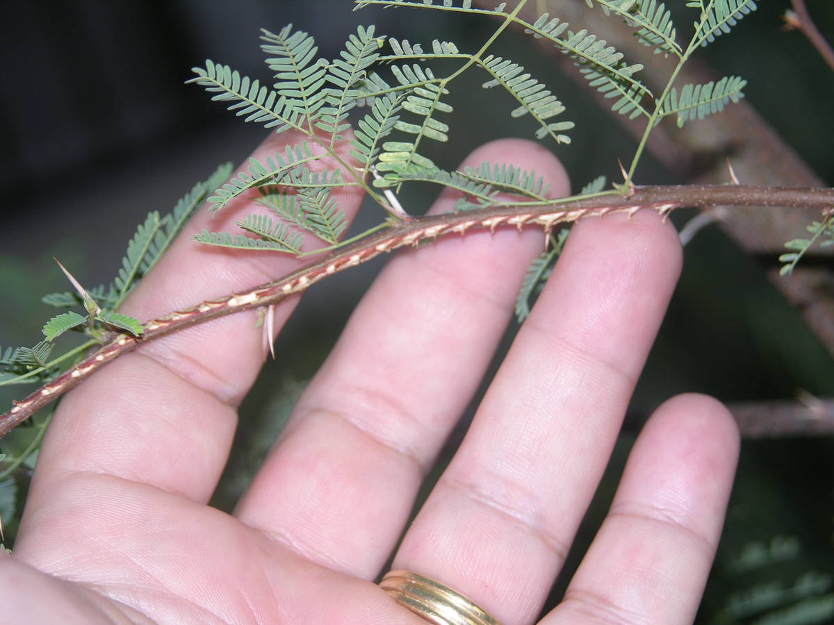 This branch shows cicada damage from an egg-laying female. (Bob Morris)