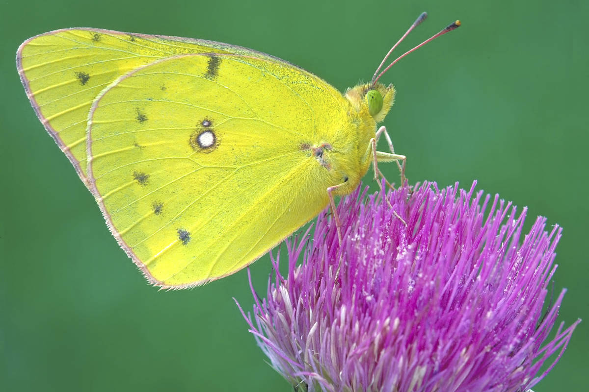 This undated photo provided by Michael Thomas in April 2020 shows a clouded sulphur butterfly i ...