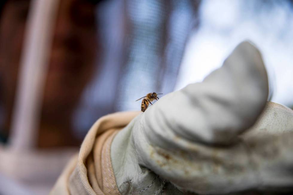 Beekeeper Erin Gleeson looks at a honey bee that landed on her glove, Monday, April 20, 2020, i ...