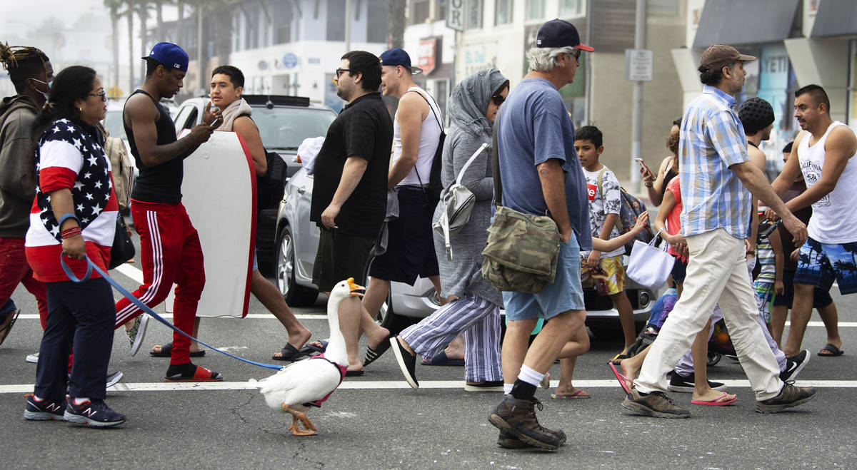 A goose named Goosey crosses the street to get to the other side with owners Psyche Lynch, left ...