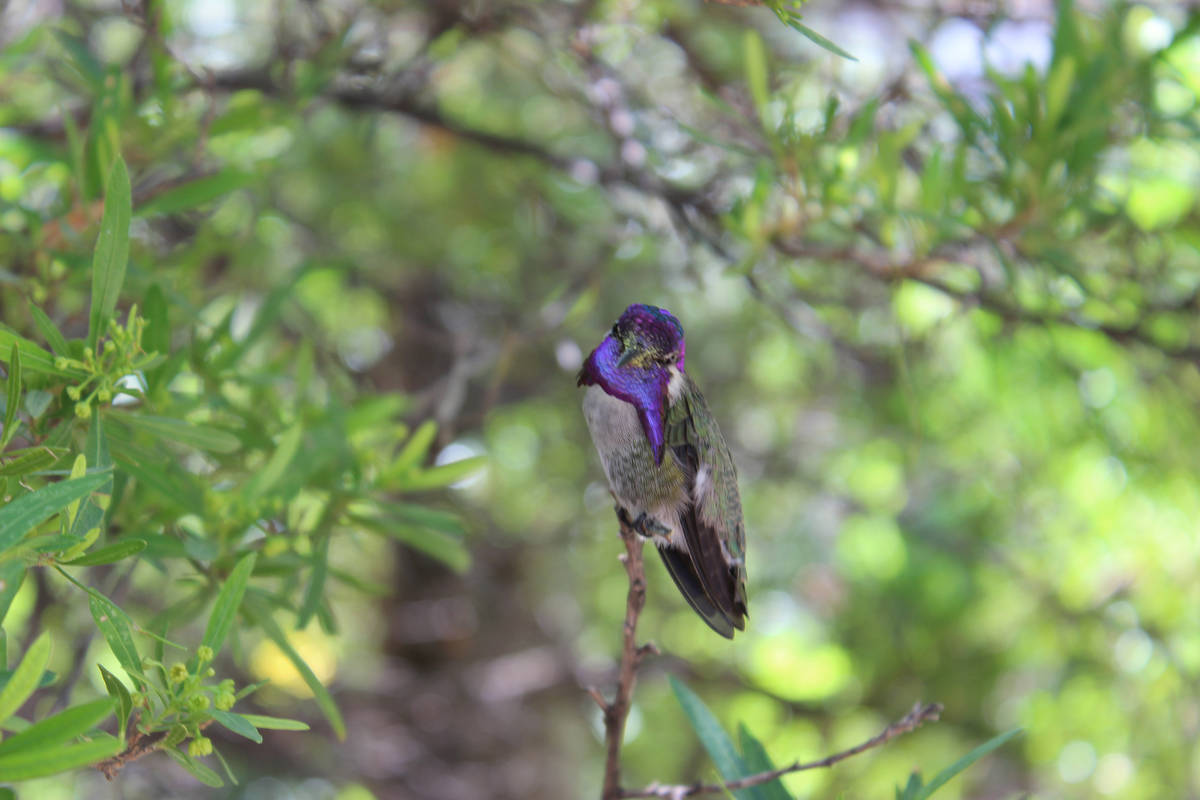 In Southern Nevada the most common hummingbird species are Anna’s, black-chinned, broad- ...
