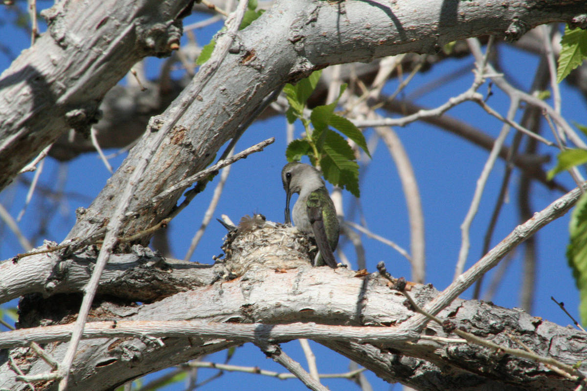 A female hummingbird feeds her young. (Deborah Wall/Las Vegas Review-Journal)