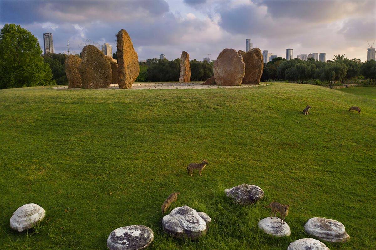 A pack of jackals roam free at Hayarkon Park in Tel Aviv, Israel, Thursday, April 23, 2020. (AP ...