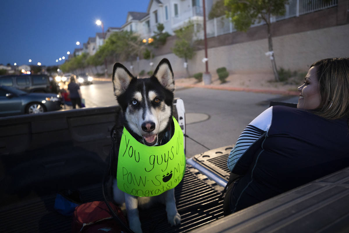 Siberian husky Rambo wears a sign to support graduating seniors at Coronado High School next to ...