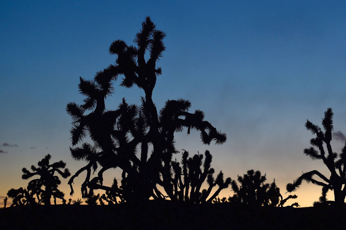The sun goes down on Joshua trees at Castle Mountains National Monument in eastern California o ...