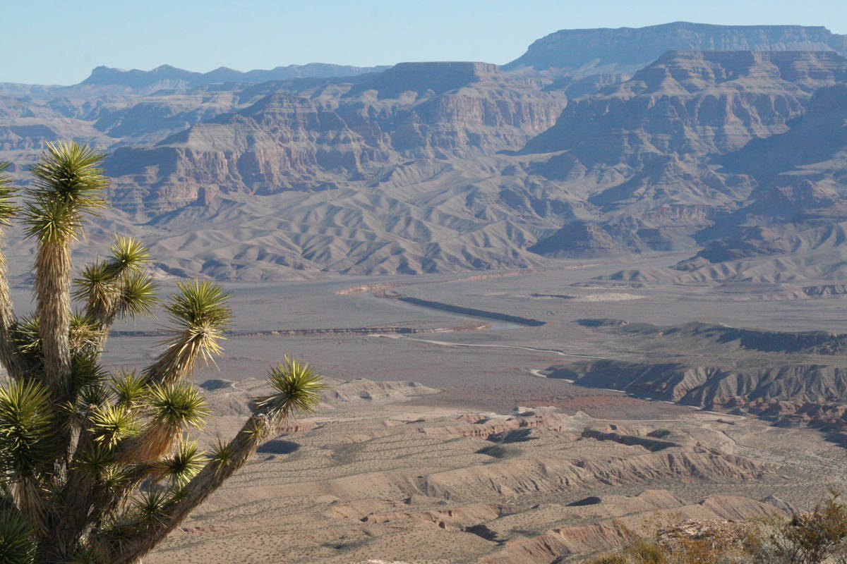 A lone Joshua Tree atop a mesa overlooking the Colorado River near Pearce Ferry, Arizona. (Debo ...
