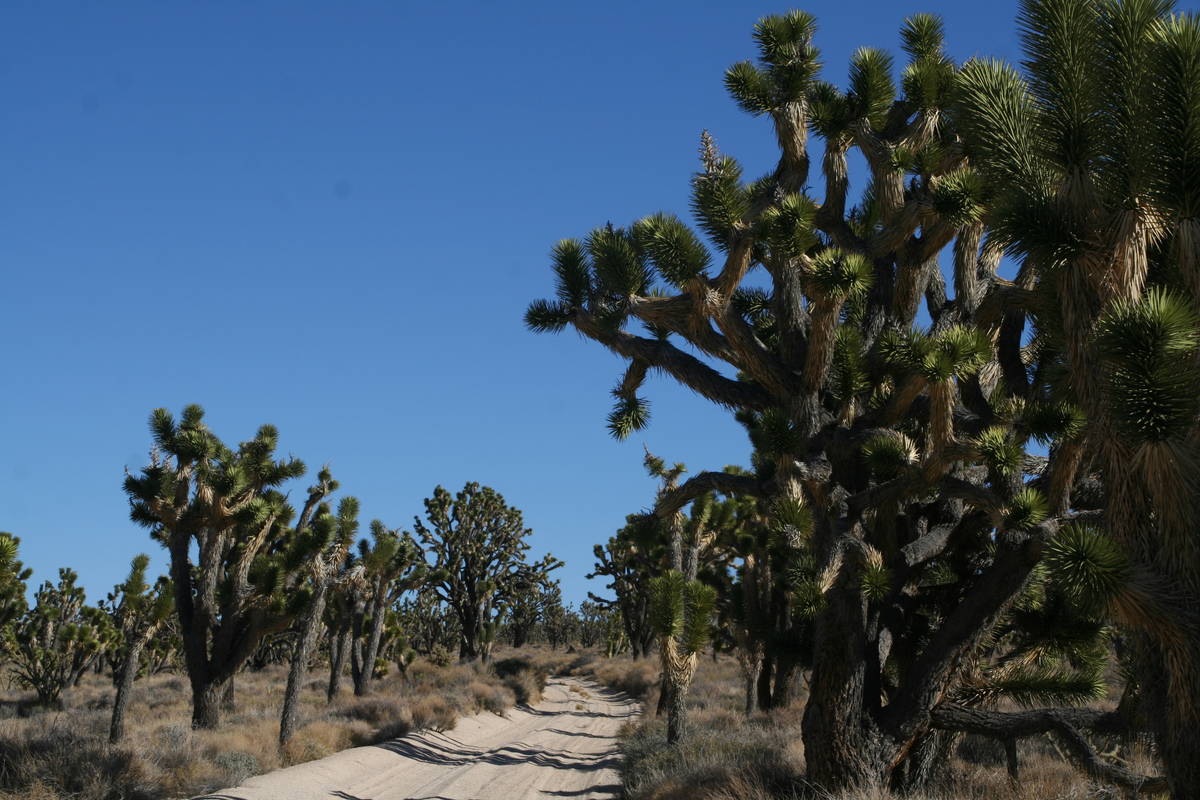 A healthy stand of Joshua trees flank a back road in the Mojave National Preserve in California ...