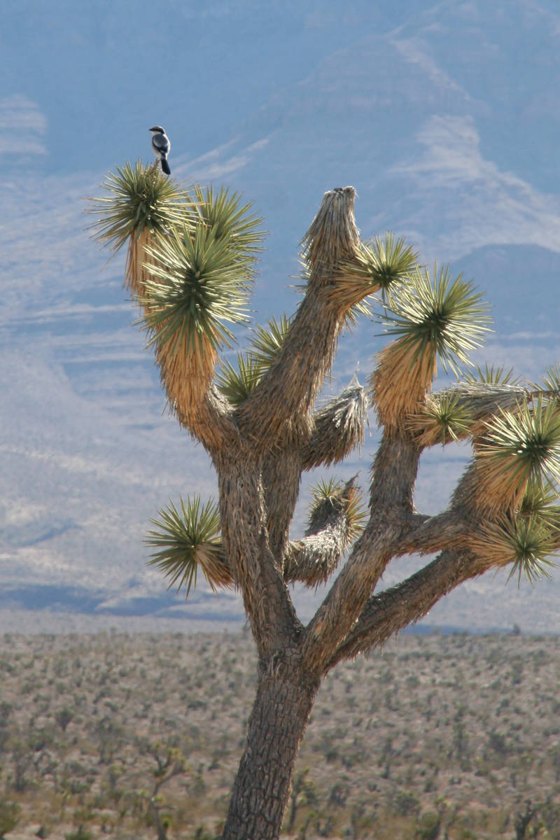 A loggerhead shrike perches on a Joshua tree. (Deborah Wall/Las Vegas Review-Journal)