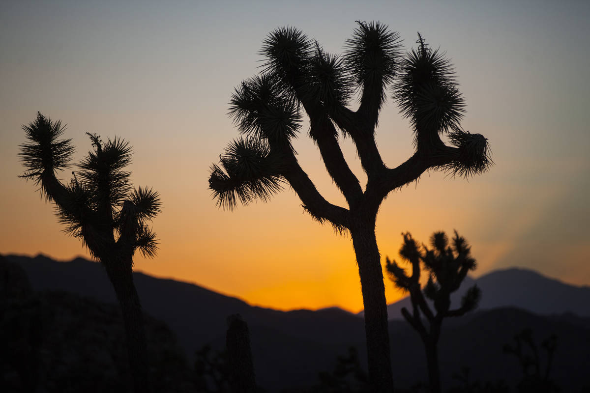 The sun sets at Joshua Tree National Park outside of Twentynine Palms, Calif. on Thursday, Sept ...