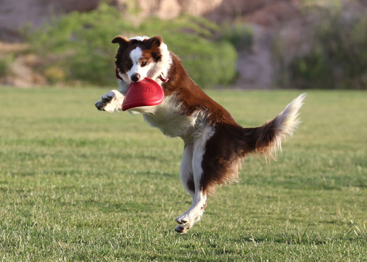 Maple, a border collie, jumps to catch a frisbee at Charlie Frias Park on Tuesday, May 12, 2020 ...