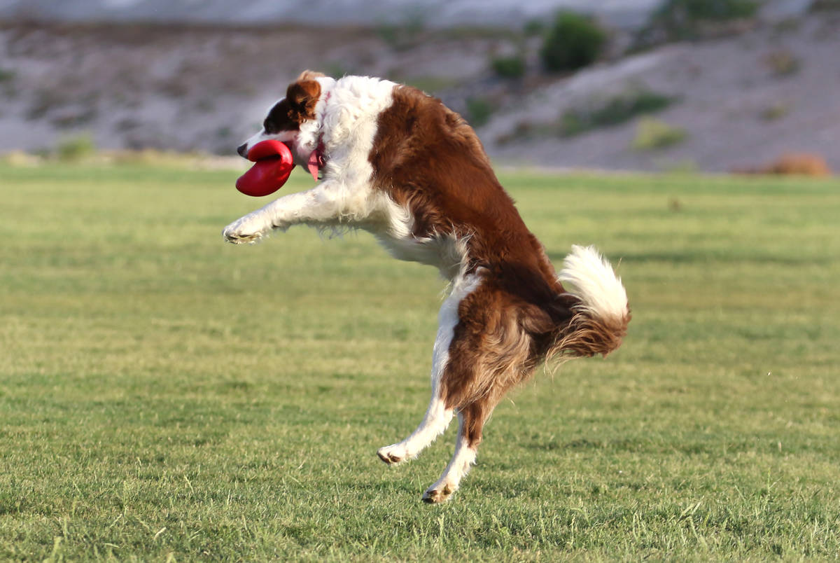 Maple, a border collie, jumps to catch a frisbee at Charlie Frias Park on Tuesday, May 12, 2020 ...