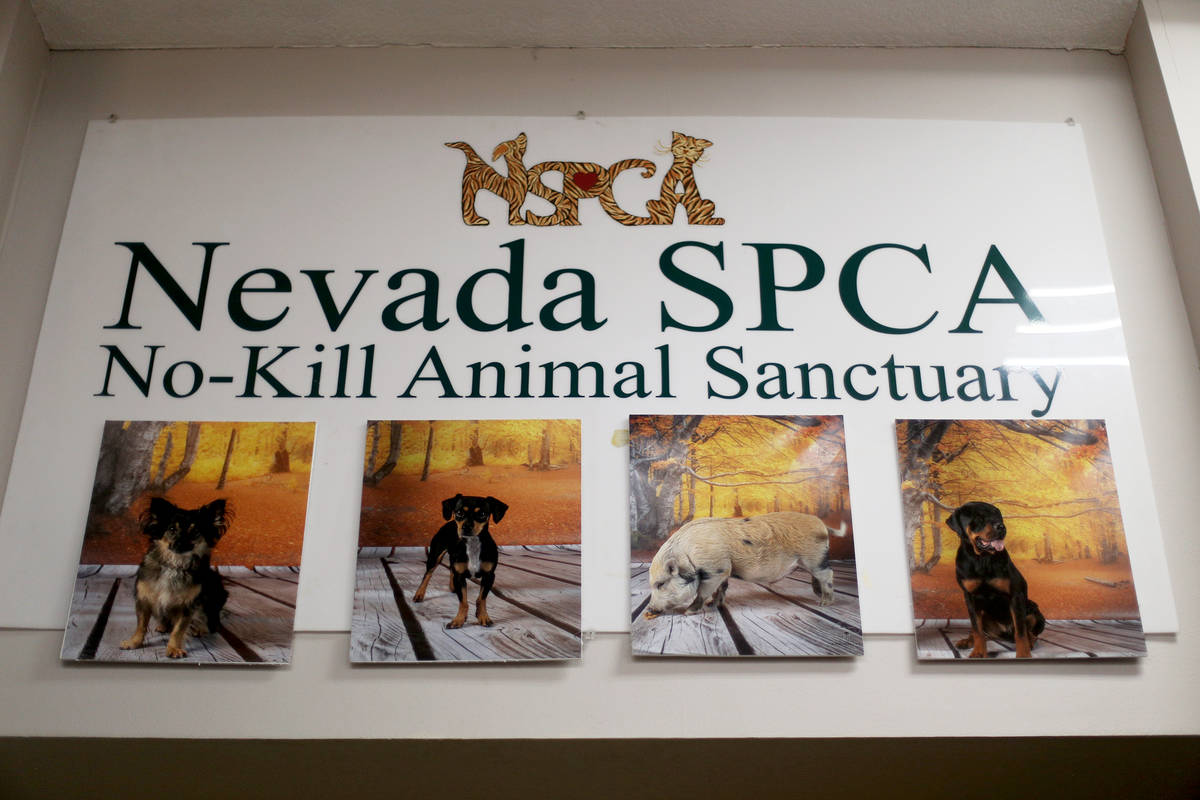 The Nevada Society for the Prevention of Cruelty of Animals in Las Vegas. (Rachel Aston/Las Veg ...