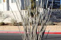 Ocotillo stem cuttings will grow roots in soil that drains if they are watered regularly in the ...