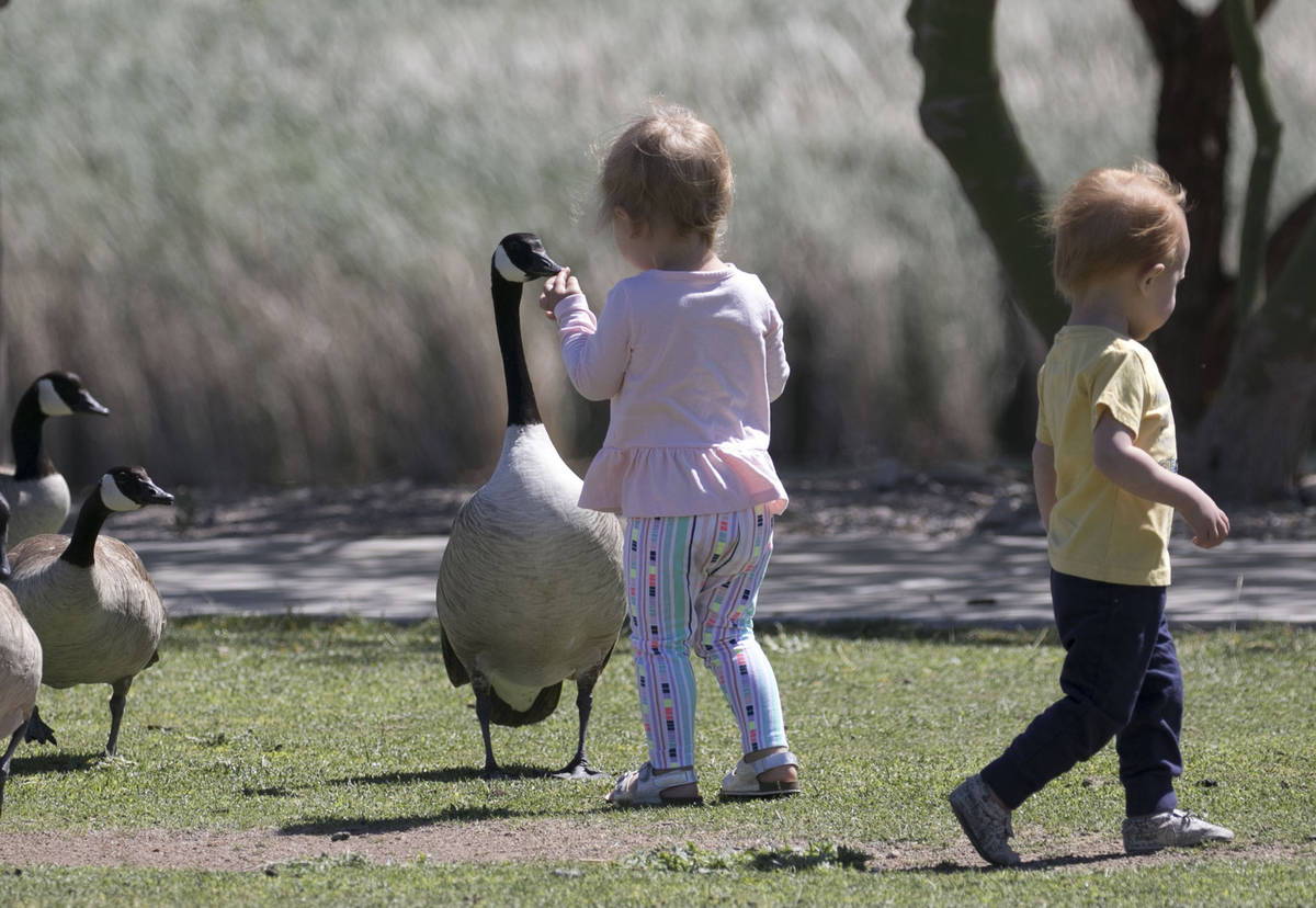 Lany Boustany, 2, feeds a Canada goose as her 18-month-old friend, Fox Webb, walks away at Corn ...