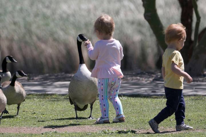 Lany Boustany, 2, feeds a Canada goose as her 18-month-old friend, Fox Webb, walks away at Corn ...