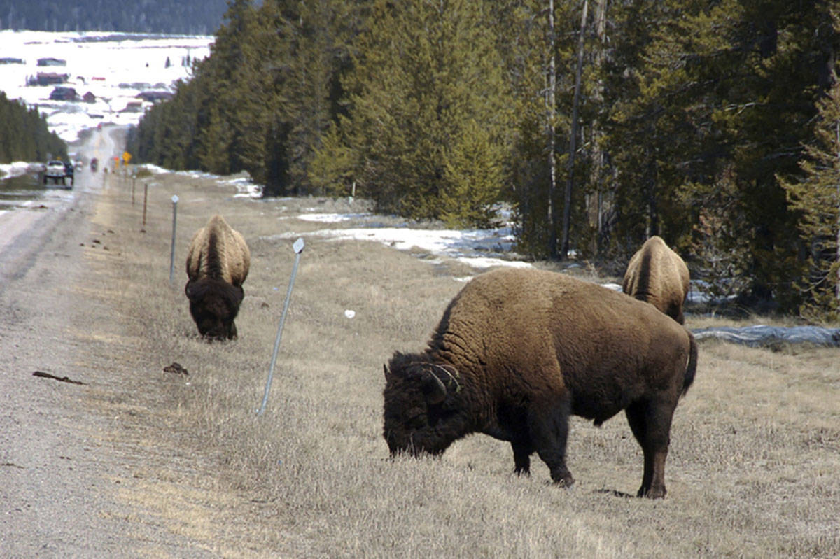 Bison graze along a state highway near West Yellowstone, Mont., in 2014. (AP Photo/Matthew Brown)