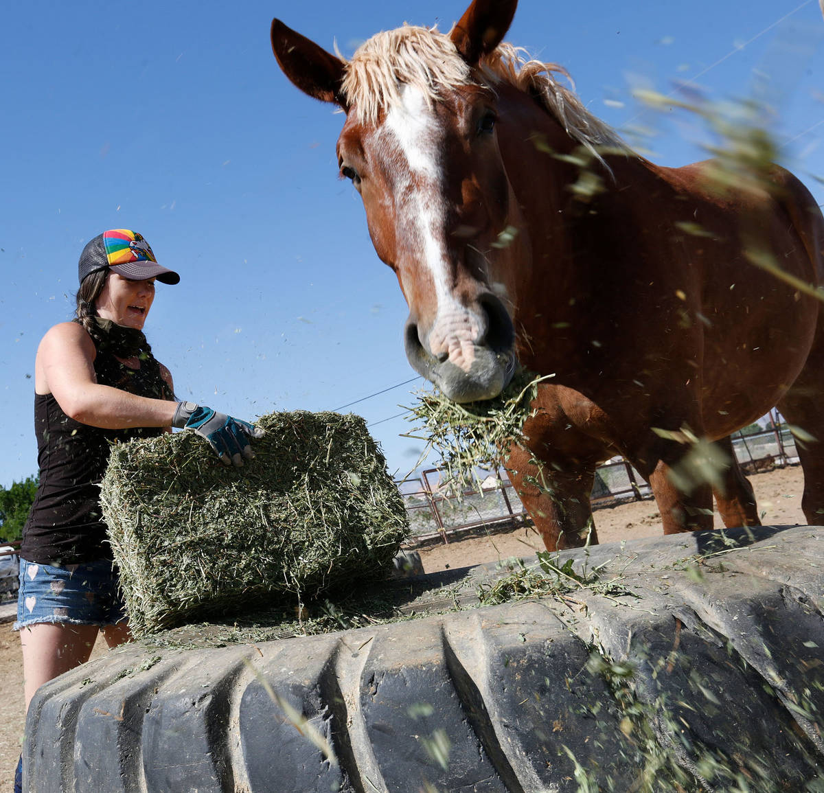 Gladius The Show co-owner Alethea Shelton moves hay to feed horses as Thunder munches hay at th ...