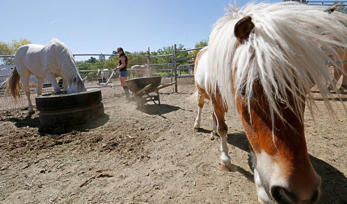 Gladius The Show co-owner Alethea Shelton moves hay to feed horses at the Gladius the Ranch in ...