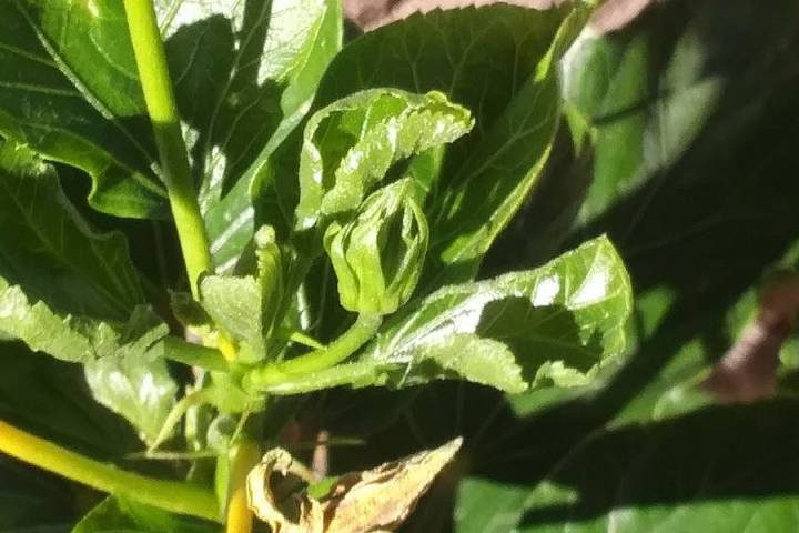 Dropping of flower buds is usually because the soil becomes too dry before it’s watered again ...