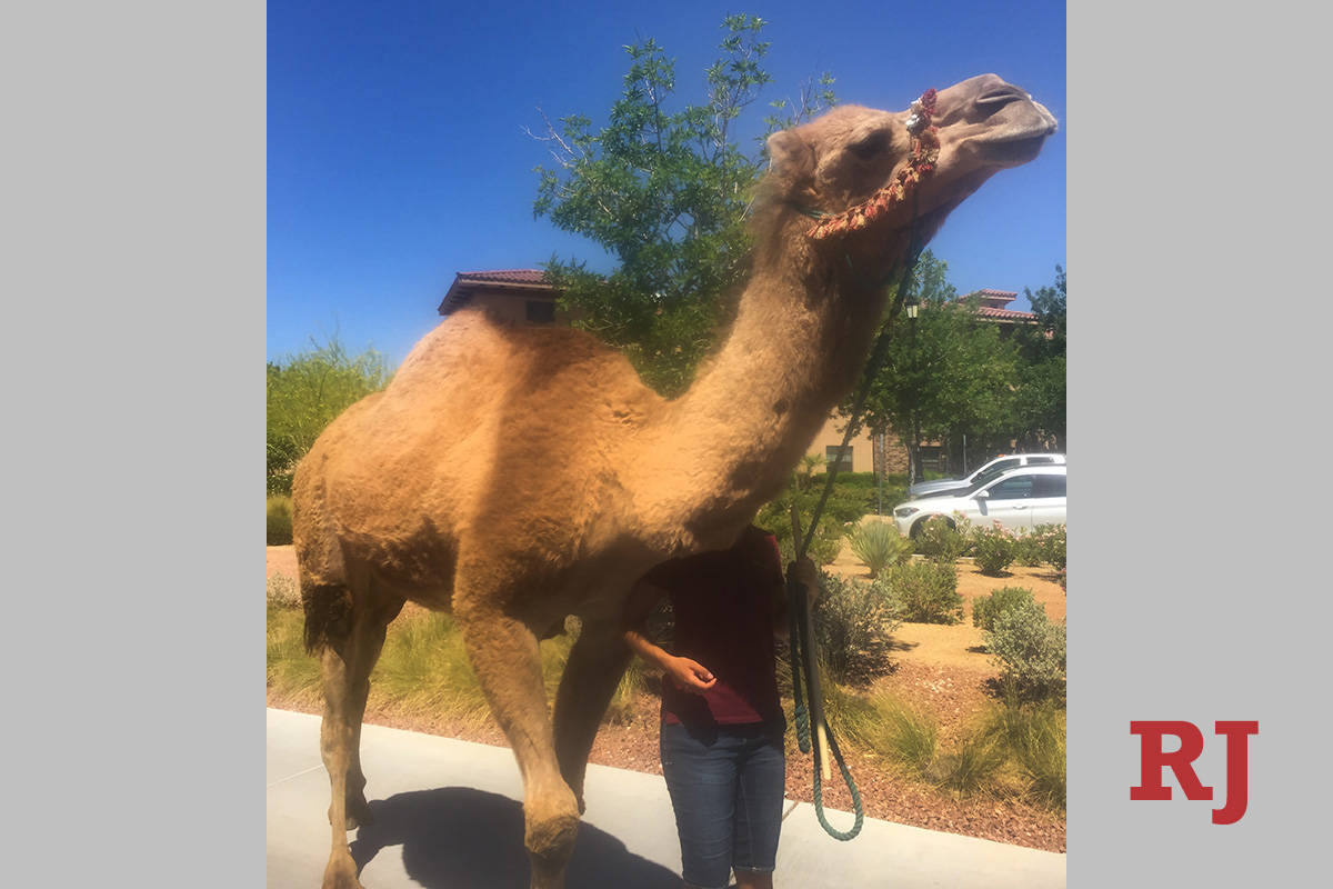 Moses, a 7-year-old dromedary camel native to the Sahara, takes a stroll Thursday, May 28, 2020 ...