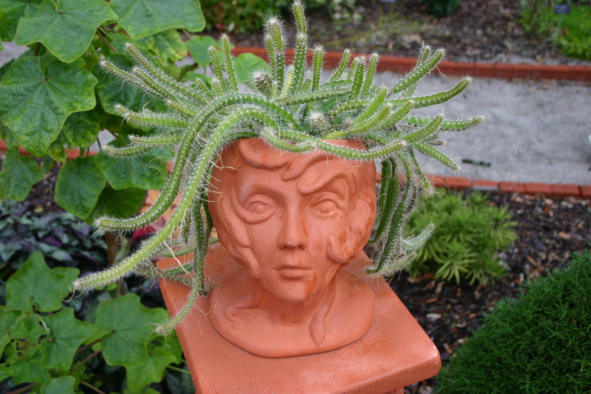 A tangle of rat tail cactus springs from the head of a terra cotta planter. (Maurice “M.L.” ...