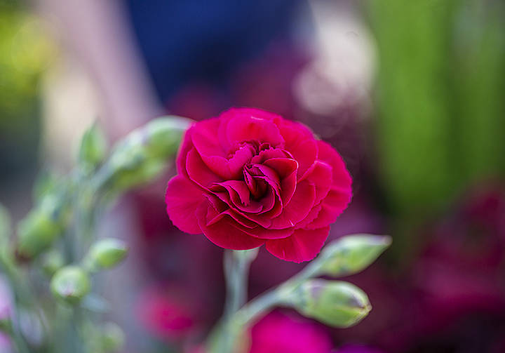 Carnations are among the hundreds of plants perfect for container gardens. (Benjamin Hager/Las ...