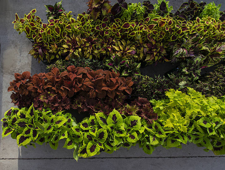 Colorful coleus varieties are a great complement to container gardens. (Benjamin Hager/Las Vega ...