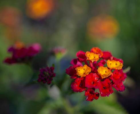 Lantana can add a pop of color to container gardens. (Benjamin Hager/Las Vegas Review-Journal) ...