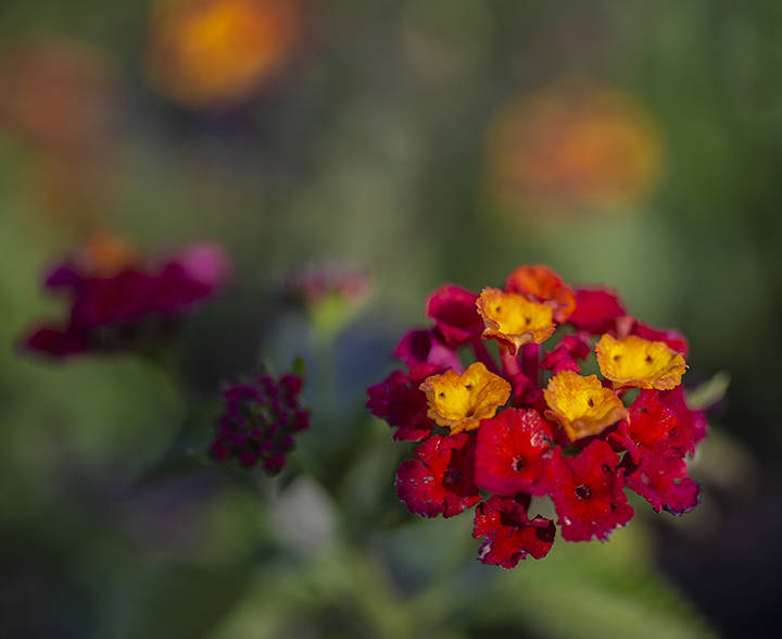 Lantana can add a pop of color to container gardens. (Benjamin Hager/Las Vegas Review-Journal) ...